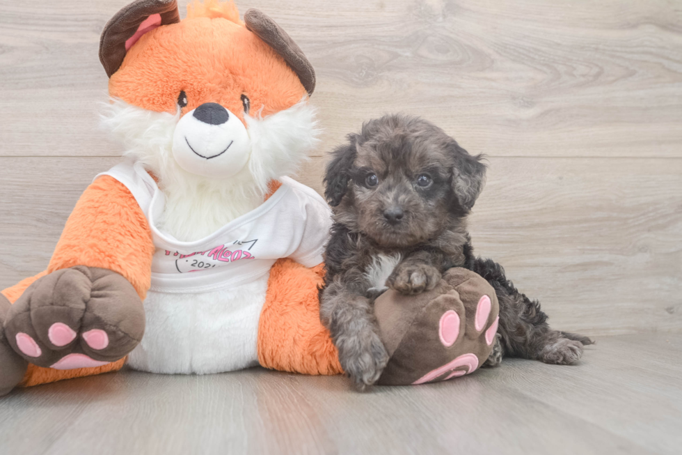 Adorable Cavalier King Charles Spaniel and Poodle Mix Poodle Mix Puppy