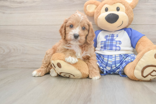 Cavapoo Puppy for Adoption