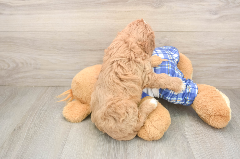 Energetic Cavoodle Poodle Mix Puppy