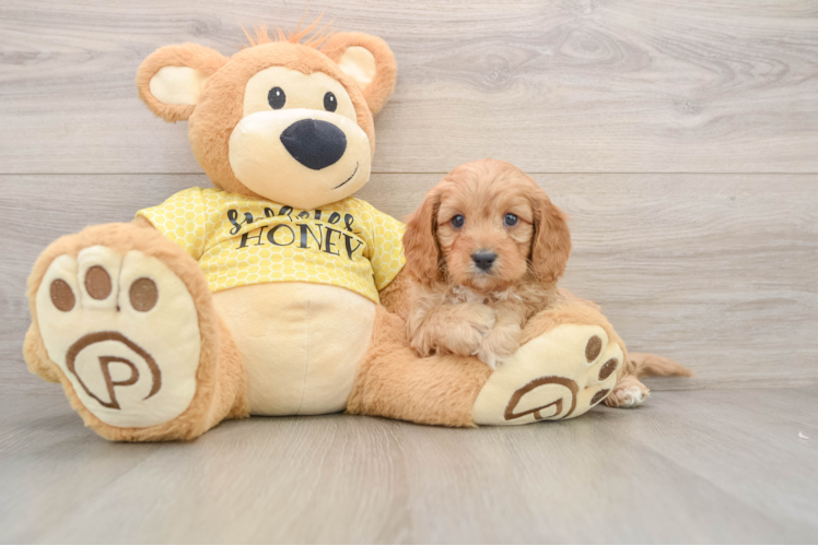 Small Cavapoo Baby