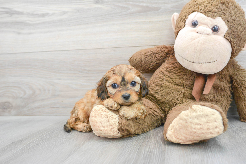 Cavapoo Pup Being Cute