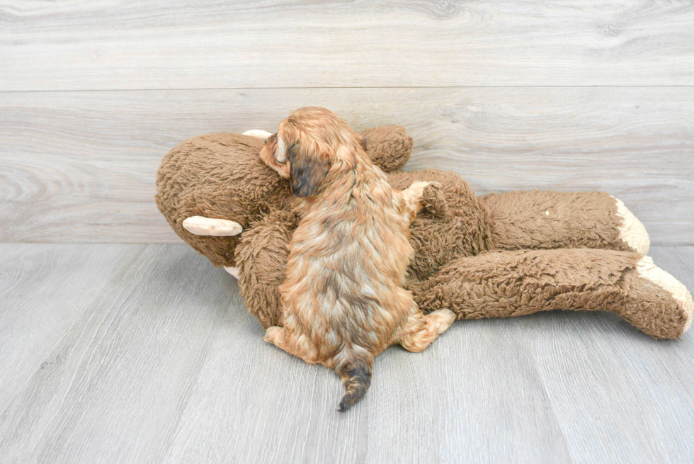 Cavapoo Puppy for Adoption