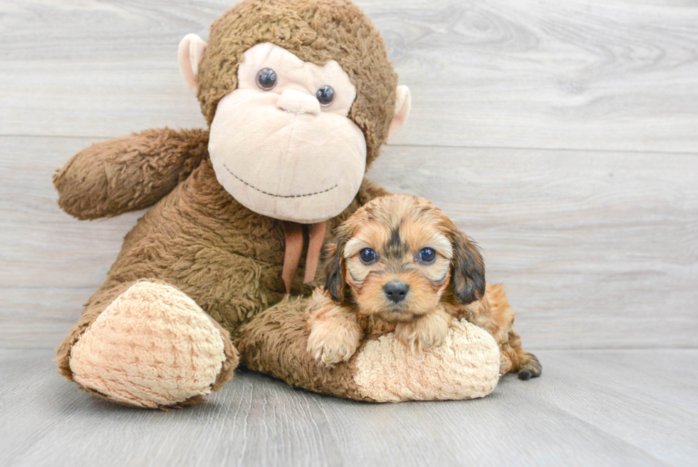 Small Cavapoo Baby