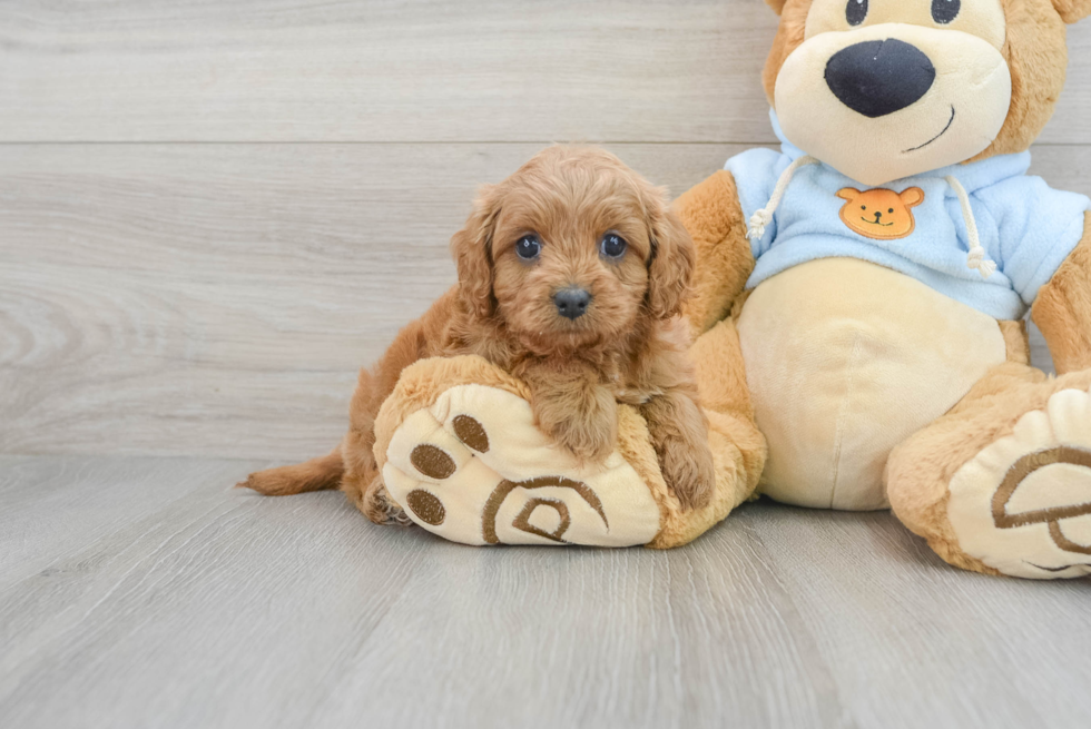 Best Cavapoo Baby