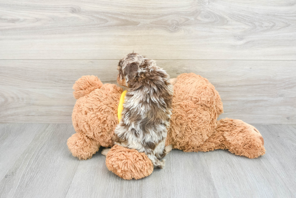 Cavapoo Pup Being Cute