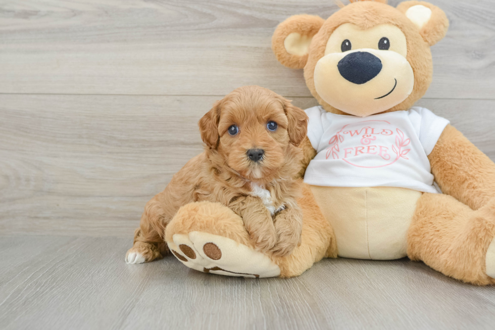 Happy Cavapoo Baby