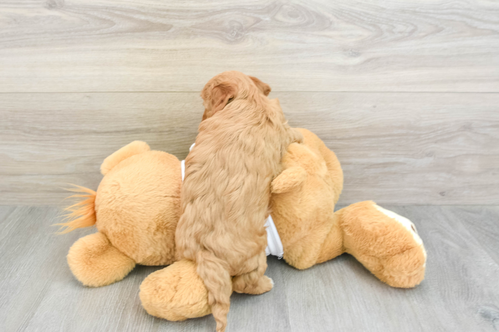 Cavapoo Pup Being Cute
