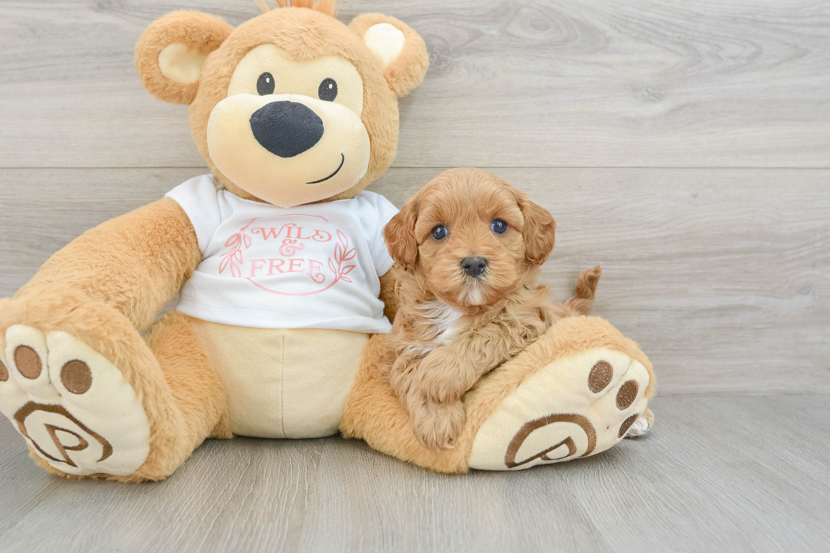 Best Cavapoo Baby