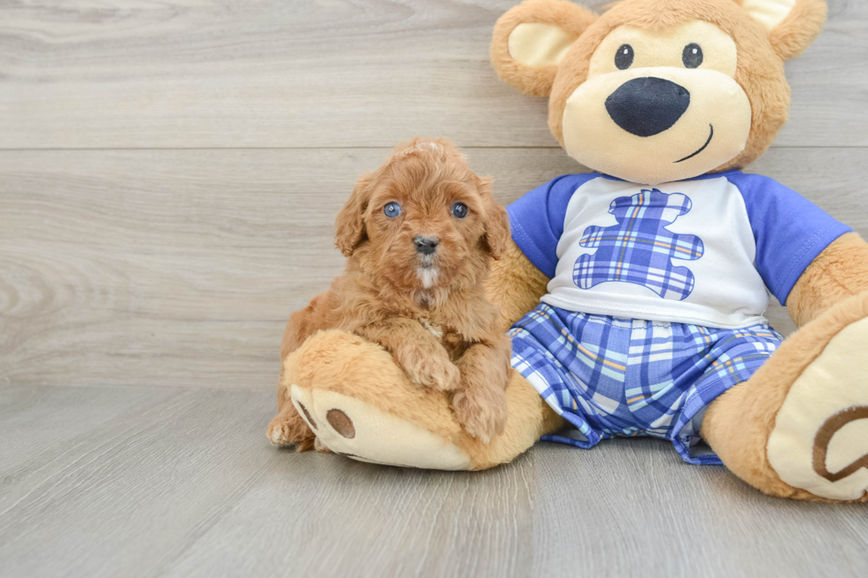 Sweet Cavapoo Baby