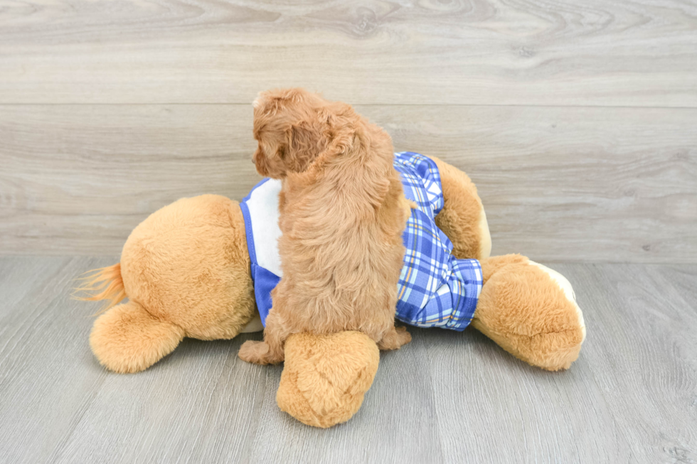 Cavapoo Puppy for Adoption