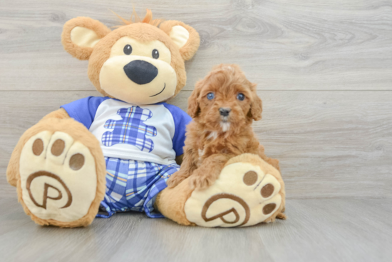 Cavapoo Pup Being Cute
