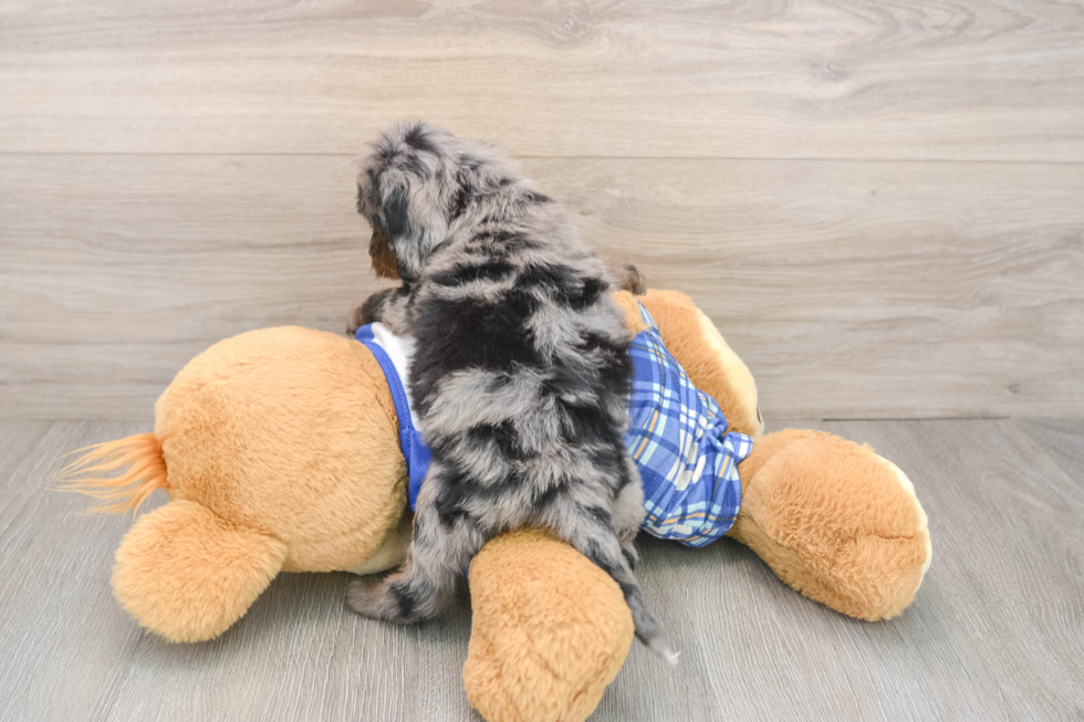 Smart Cavapoo Poodle Mix Pup