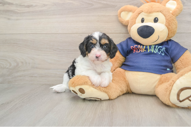 Small Cavapoo Baby