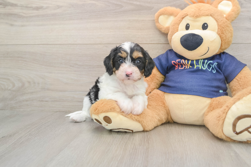 Small Cavapoo Baby