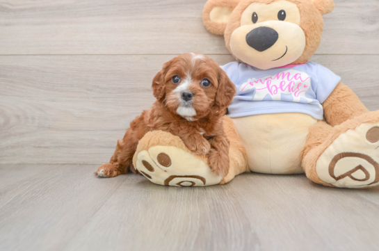 NAOMI, a Cavapoo littermate