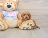 7 week old Cavapoo Puppy For Sale - Premier Pups