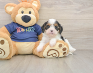 8 week old Cavapoo Puppy For Sale - Premier Pups