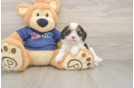 Playful Cavapoodle Poodle Mix Puppy