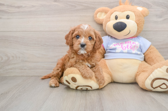 NASHVILLE, a Cavapoo littermate