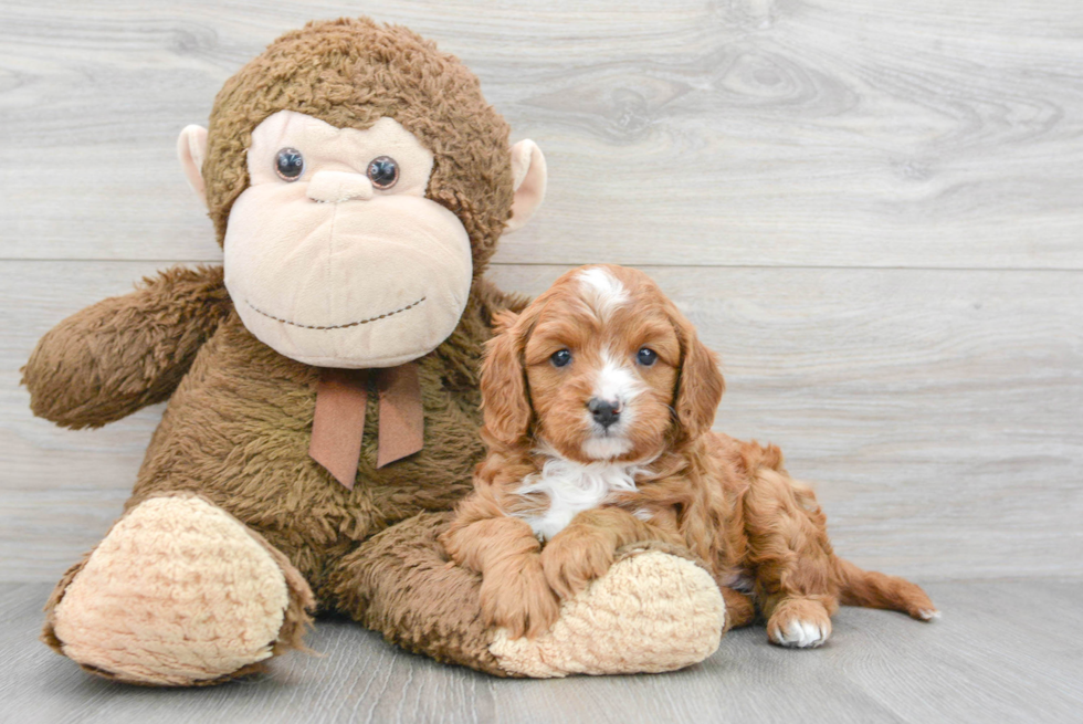 Fluffy Cavapoo Poodle Mix Pup