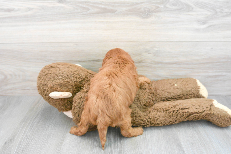 Fluffy Cavapoo Poodle Mix Pup