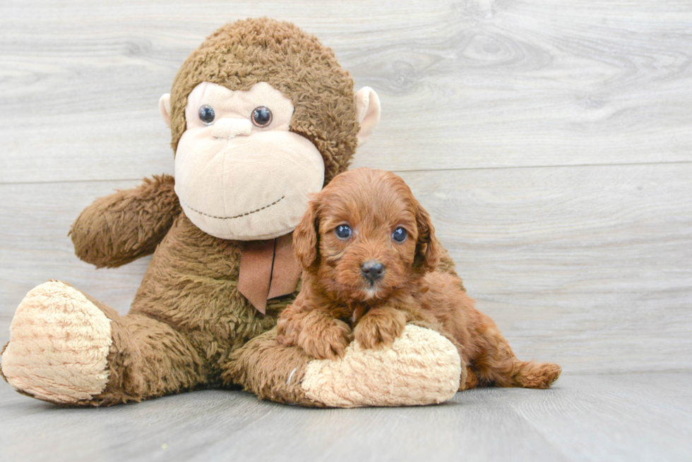 Energetic Cavoodle Poodle Mix Puppy