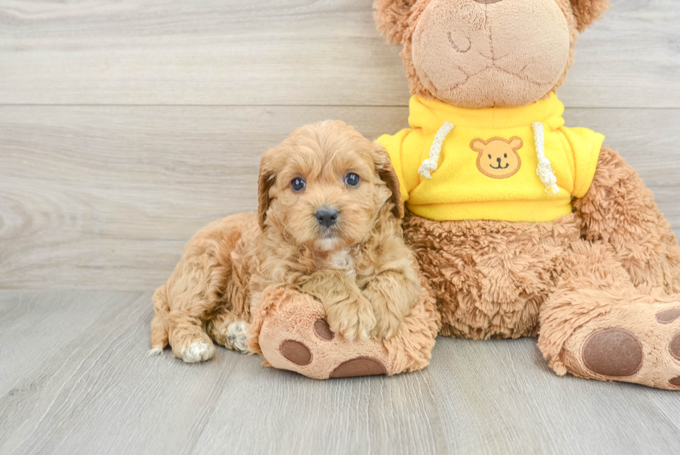Cavapoo Puppy for Adoption