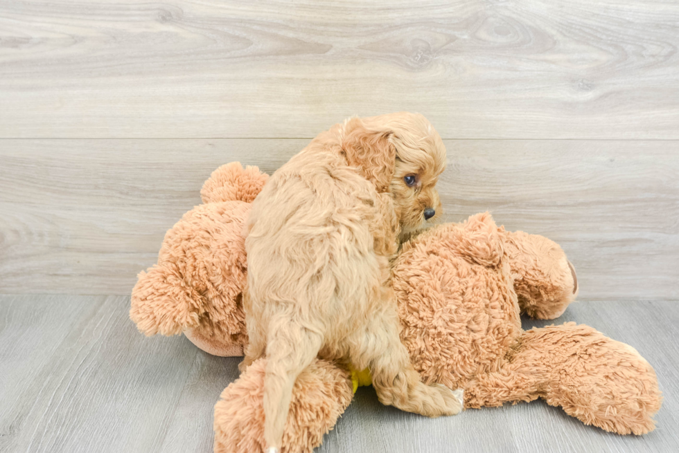 Cute Cavapoo Baby