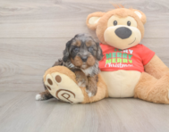 7 week old Cavapoo Puppy For Sale - Premier Pups