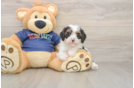 Best Cavapoo Baby