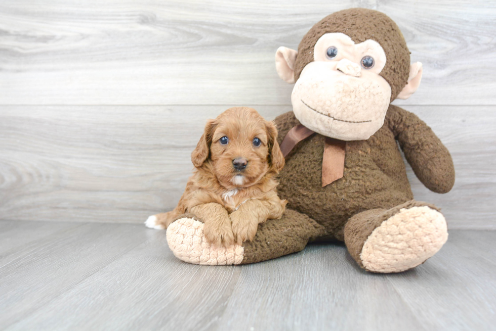 Best Cavapoo Baby