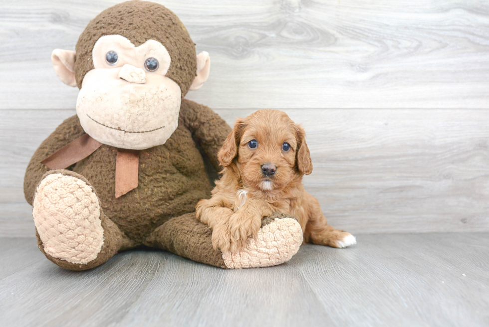 Funny Cavapoo Poodle Mix Pup