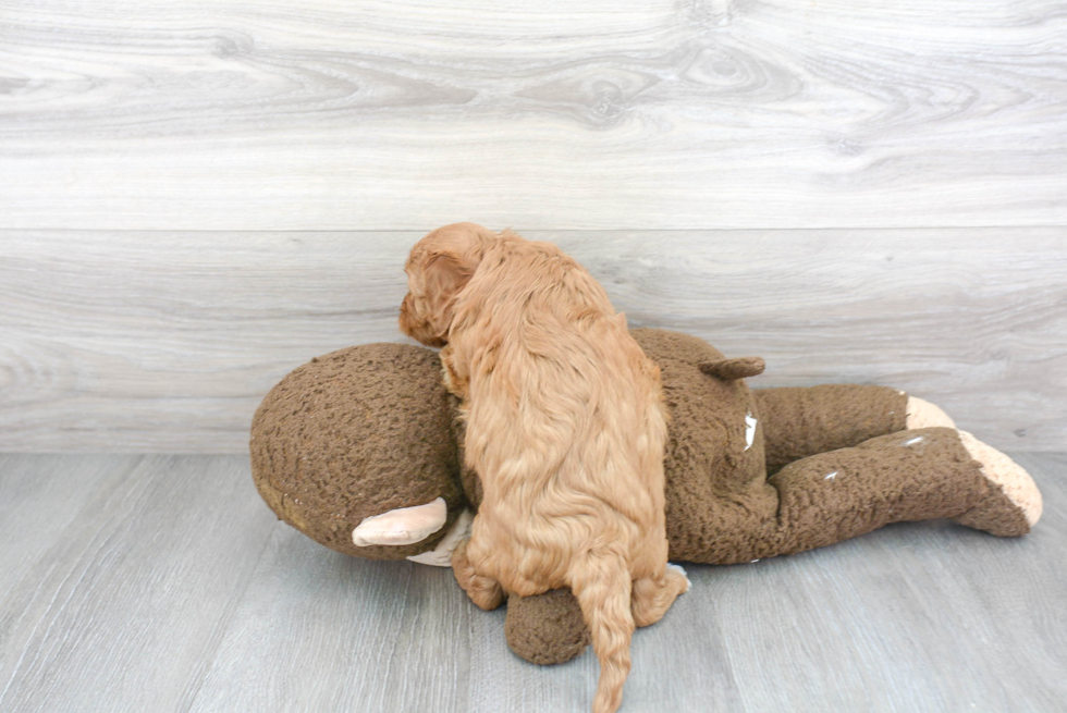 Cavapoo Pup Being Cute