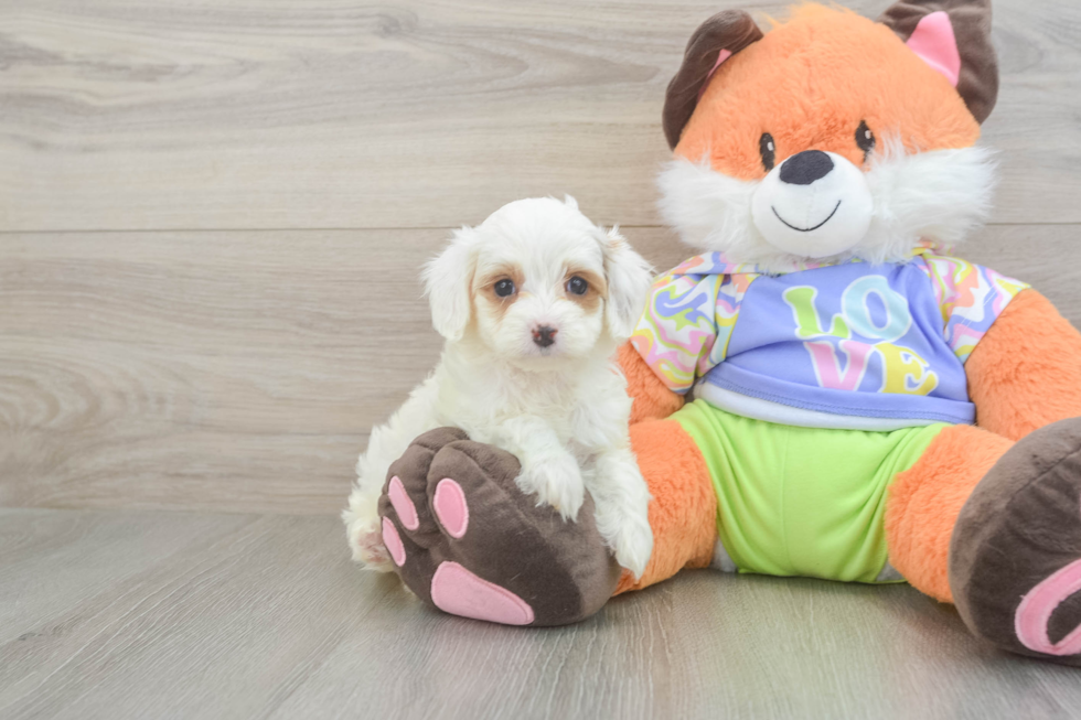 Petite Cavapoo Poodle Mix Pup