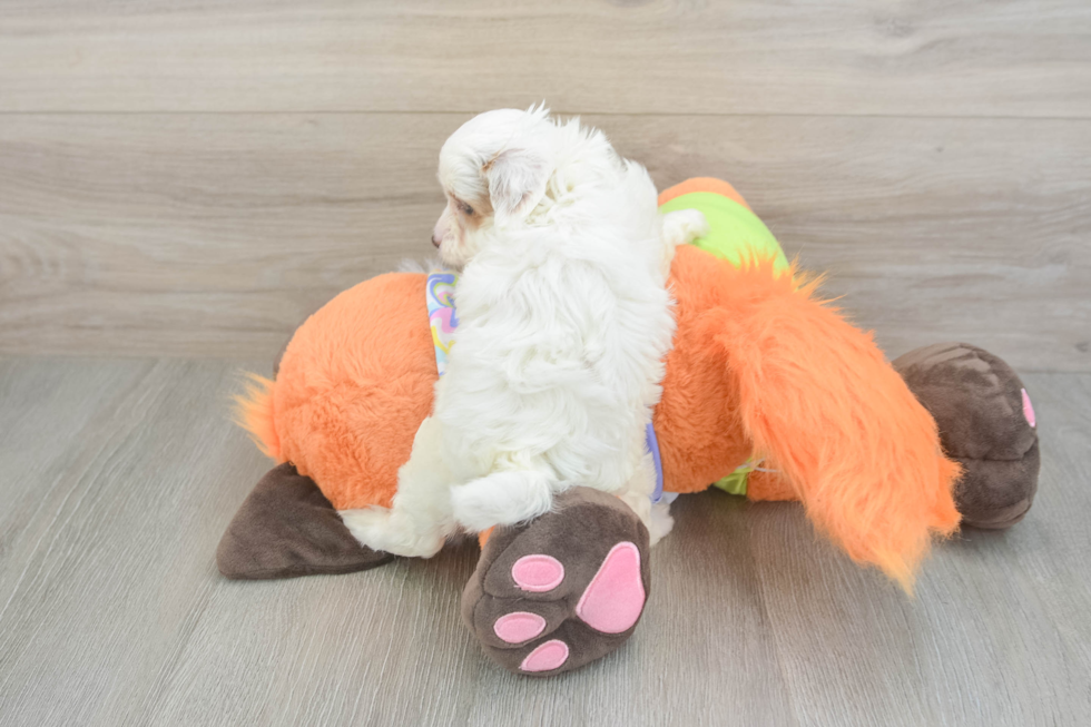 Petite Cavapoo Poodle Mix Pup