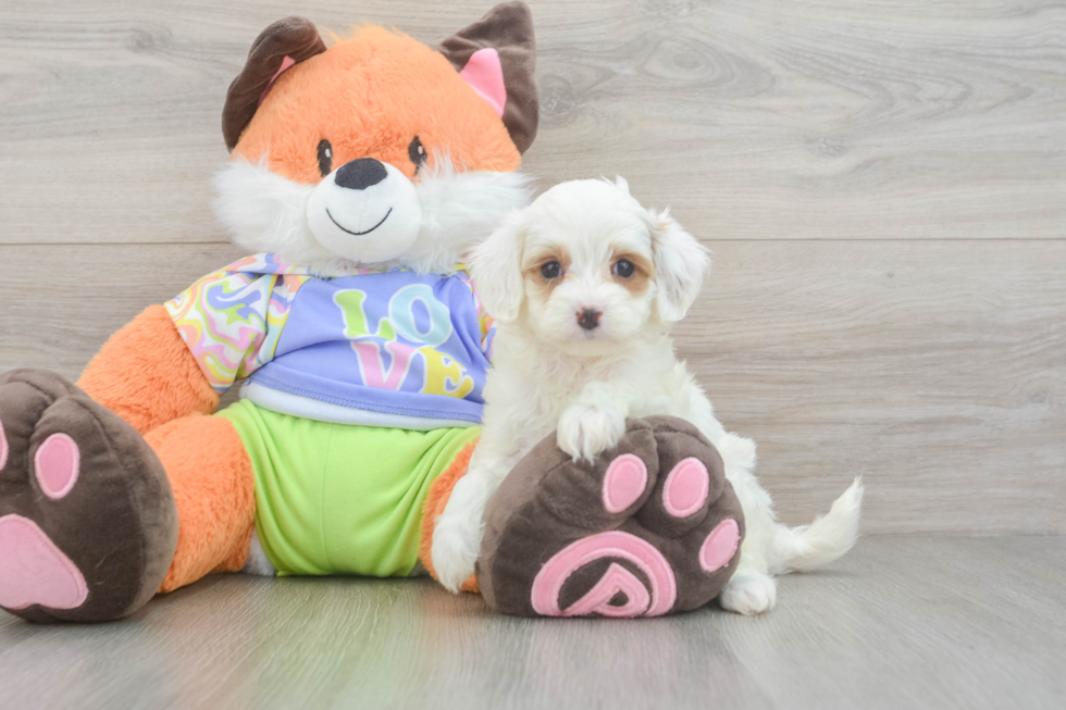 Small Cavapoo Baby