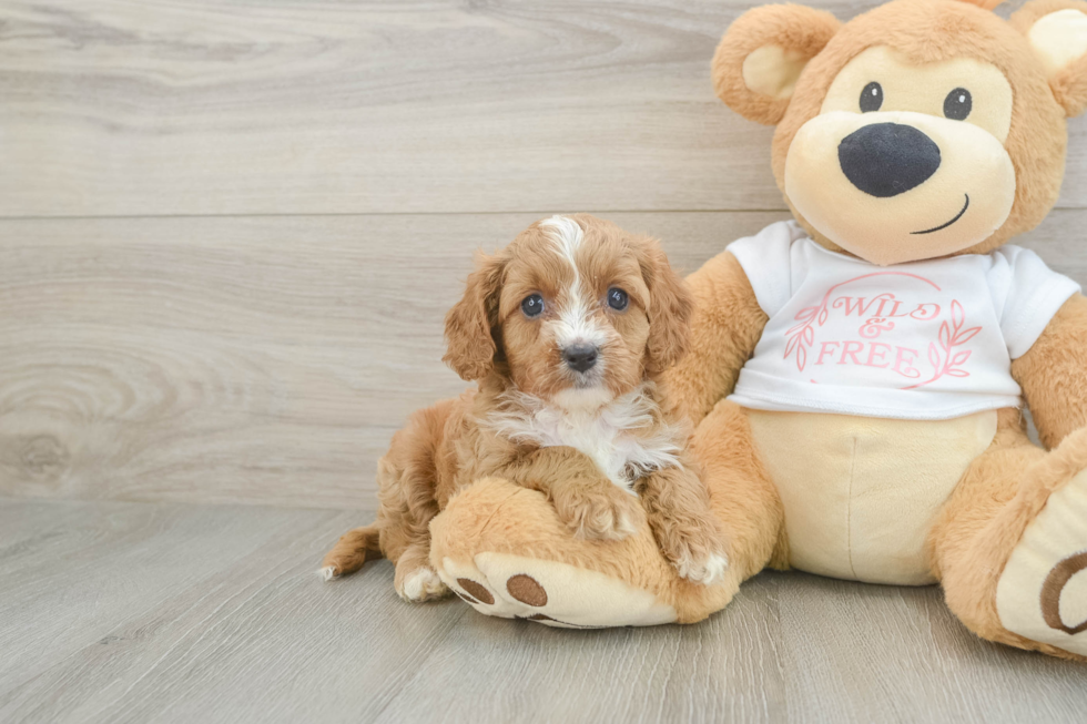 Cute Cavapoo Baby
