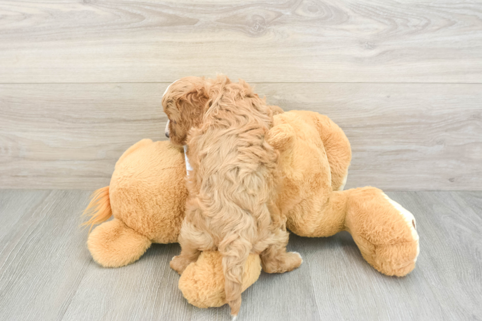 Cavapoo Pup Being Cute