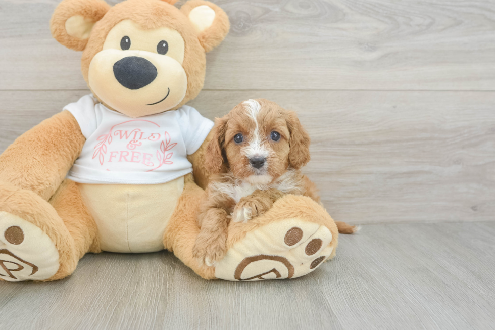 Best Cavapoo Baby