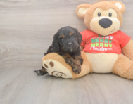 7 week old Cavapoo Puppy For Sale - Premier Pups
