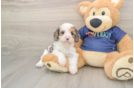 Best Cavapoo Baby