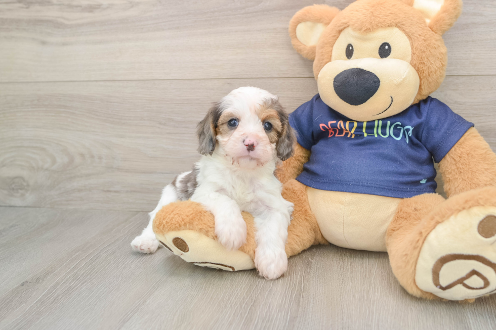 Best Cavapoo Baby