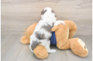 Popular Cavapoo Poodle Mix Pup