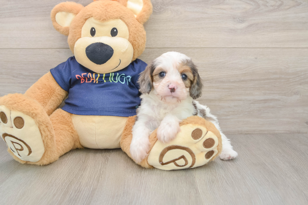 Cavapoo Pup Being Cute