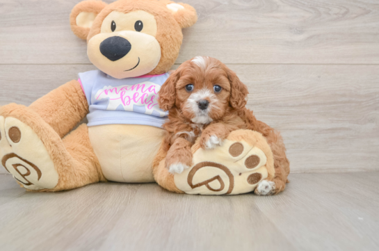 NELLIE, a Cavapoo littermate