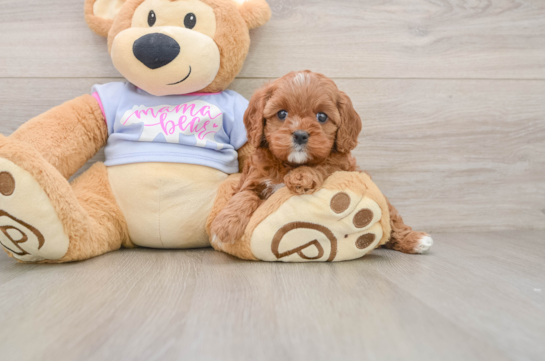 NEPTUNE, a Cavapoo littermate