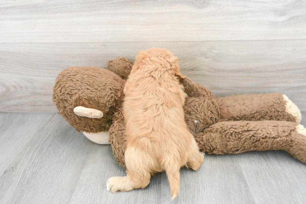 Petite Cavapoo Poodle Mix Pup