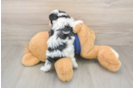 Popular Cavapoo Poodle Mix Pup