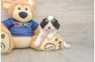 Best Cavapoo Baby