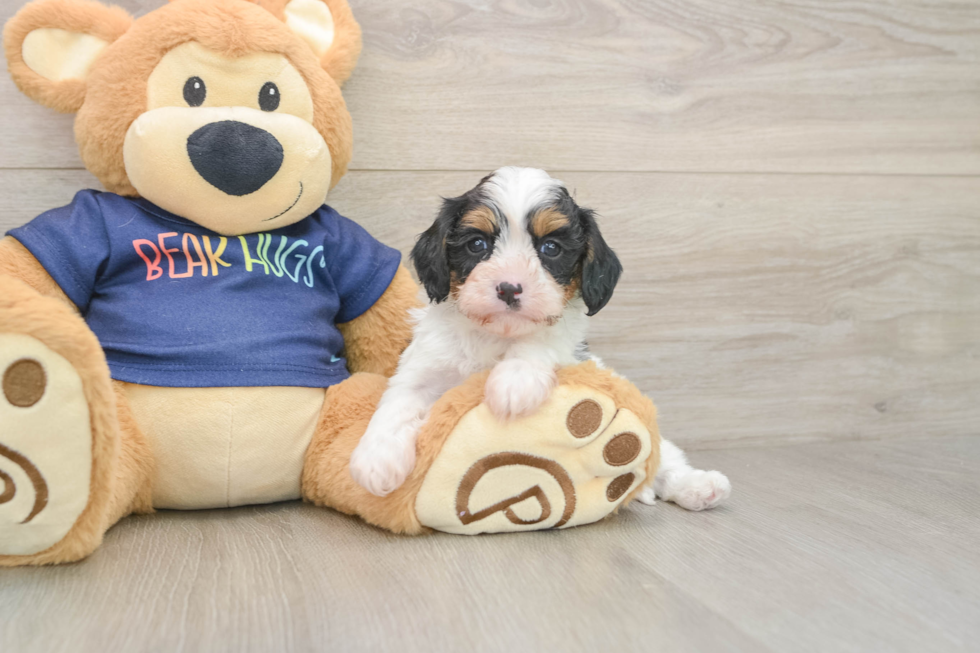 Best Cavapoo Baby